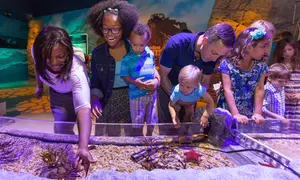 SEA LIFE Aquarium Michigan Admission (Up to 29% Off)